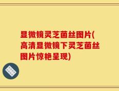 显微镜灵芝菌丝图片(高清显微镜下灵芝菌丝图片惊艳呈现)