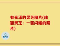 有光泽的灵芝图片(瑰丽灵芝：一张闪耀的照片)