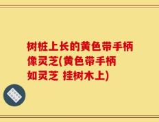 树桩上长的黄色带手柄像灵芝(黄色带手柄 如灵芝 挂树木上)