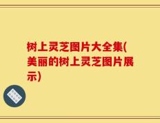 树上灵芝图片大全集(美丽的树上灵芝图片展示)