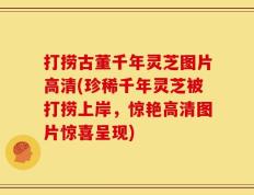 打捞古董千年灵芝图片高清(珍稀千年灵芝被打捞上岸，惊艳高清图片惊喜呈现)
