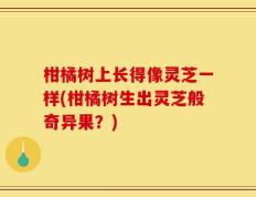 柑橘树上长得像灵芝一样(柑橘树生出灵芝般奇异果？)