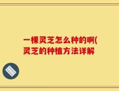 一棵灵芝怎么种的啊(灵芝的种植方法详解