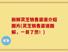 新鲜灵芝销售渠道介绍图片(灵芝销售渠道图解，一目了然！)