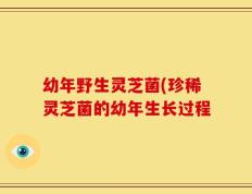幼年野生灵芝菌(珍稀灵芝菌的幼年生长过程