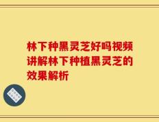 林下种黑灵芝好吗视频讲解林下种植黑灵芝的效果解析