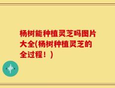 杨树能种植灵芝吗图片大全(杨树种植灵芝的全过程！)