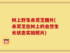 树上野生赤灵芝图片(赤灵芝在树上的自然生长状态实拍照片)
