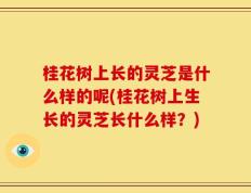 桂花树上长的灵芝是什么样的呢(桂花树上生长的灵芝长什么样？)