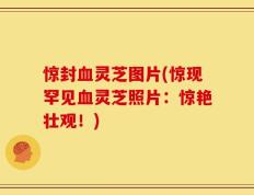 惊封血灵芝图片(惊现罕见血灵芝照片：惊艳壮观！)
