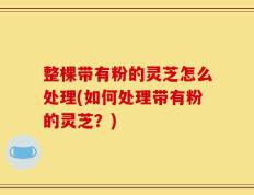 整棵带有粉的灵芝怎么处理(如何处理带有粉的灵芝？)