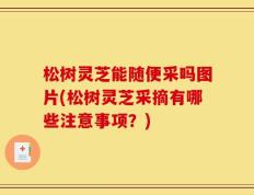 松树灵芝能随便采吗图片(松树灵芝采摘有哪些注意事项？)