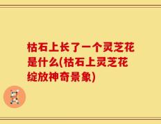 枯石上长了一个灵芝花是什么(枯石上灵芝花绽放神奇景象)