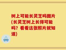 树上可能长灵芝吗图片(长灵芝树上长得可能吗？看看这张照片就知道)