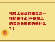 枯枝上面长的和灵芝一样的是什么(干枯枝上的灵芝长得像的是什么？)