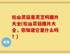 松山灵菇是灵芝吗图片大全(松山灵菇图片大全，你知道它是什么吗？)