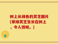 树上长绿色的灵芝图片(翠绿灵芝生长在树上，令人惊叹。)