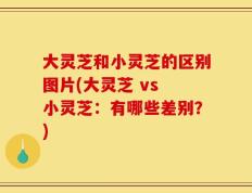 大灵芝和小灵芝的区别图片(大灵芝 vs 小灵芝：有哪些差别？)