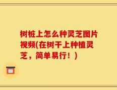 树桩上怎么种灵芝图片视频(在树干上种植灵芝，简单易行！)
