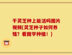 干灵芝种上能活吗图片视频(灵芝种子如何养殖？看图学种植！)