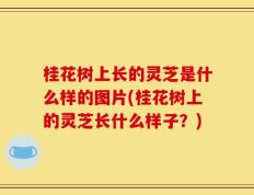 桂花树上长的灵芝是什么样的图片(桂花树上的灵芝长什么样子？)