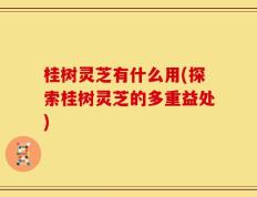 桂树灵芝有什么用(探索桂树灵芝的多重益处)