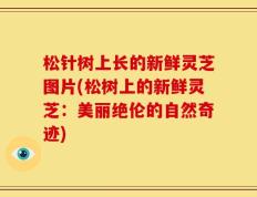 松针树上长的新鲜灵芝图片(松树上的新鲜灵芝：美丽绝伦的自然奇迹)