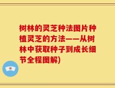 树林的灵芝种法图片种植灵芝的方法——从树林中获取种子到成长细节全程图解)