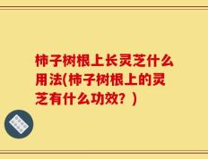 柿子树根上长灵芝什么用法(柿子树根上的灵芝有什么功效？)