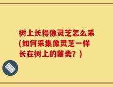 树上长得像灵芝怎么采(如何采集像灵芝一样长在树上的菌类？)