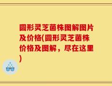 圆形灵芝菌株图解图片及价格(圆形灵芝菌株价格及图解，尽在这里)