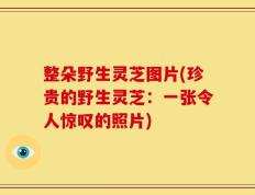 整朵野生灵芝图片(珍贵的野生灵芝：一张令人惊叹的照片)