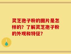 灵芝孢子粉的图片是怎样的？了解灵芝孢子粉的外观和特征？