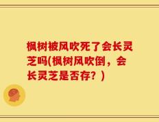 枫树被风吹死了会长灵芝吗(枫树风吹倒，会长灵芝是否存？)