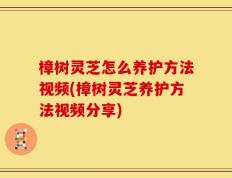 樟树灵芝怎么养护方法视频(樟树灵芝养护方法视频分享)