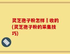 灵芝孢子粉怎样釆收的(灵芝孢子粉的采集技巧)