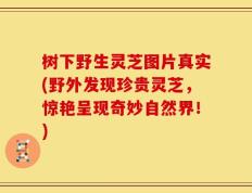 树下野生灵芝图片真实(野外发现珍贵灵芝，惊艳呈现奇妙自然界！)