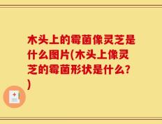 木头上的霉菌像灵芝是什么图片(木头上像灵芝的霉菌形状是什么？)