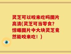 灵芝可以咬来吃吗图片高清(灵芝可当零食？惊曝图片中大块灵芝竟然能咬来吃！)