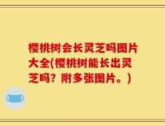樱桃树会长灵芝吗图片大全(樱桃树能长出灵芝吗？附多张图片。)