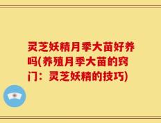 灵芝妖精月季大苗好养吗(养殖月季大苗的窍门：灵芝妖精的技巧)