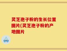 灵芝孢子粉的生长位置图片(灵芝孢子粉的产地图片