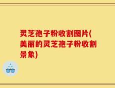 灵芝孢子粉收割图片(美丽的灵芝孢子粉收割景象)