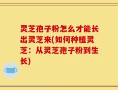 灵芝孢子粉怎么才能长出灵芝来(如何种植灵芝：从灵芝孢子粉到生长)