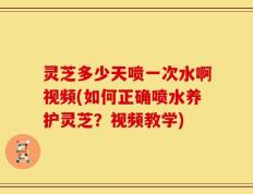 灵芝多少天喷一次水啊视频(如何正确喷水养护灵芝？视频教学)