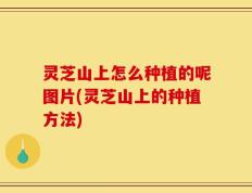 灵芝山上怎么种植的呢图片(灵芝山上的种植方法)