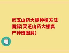 灵芝山药大棚种植方法图解(灵芝山药大棚高产种植图解)