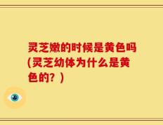 灵芝嫩的时候是黄色吗(灵芝幼体为什么是黄色的？)