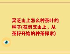 灵芝山上怎么种茶叶的种子(在灵芝山上，从茶籽开始的种茶探索)