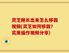 灵芝刚长出来怎么移栽视频(灵芝如何移栽？实用操作视频分享)